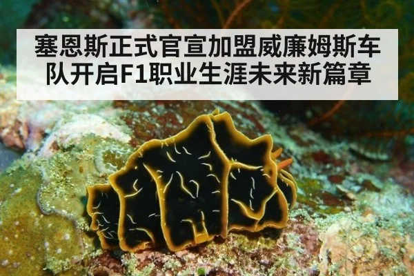 塞恩斯正式官宣加盟威廉姆斯车队开启F1职业生涯未来新篇章